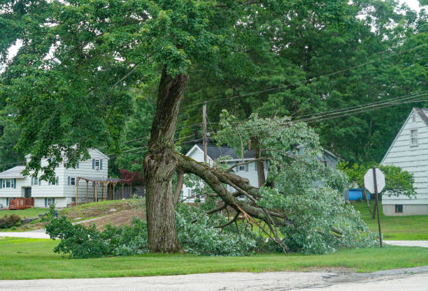 How Our Tree Care Process Works  in  Bradfordville, FL